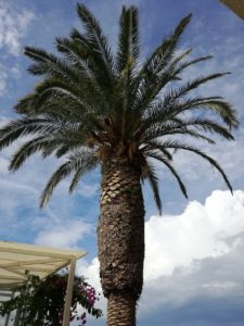 Palme am Strand von Podgor, Kroatien